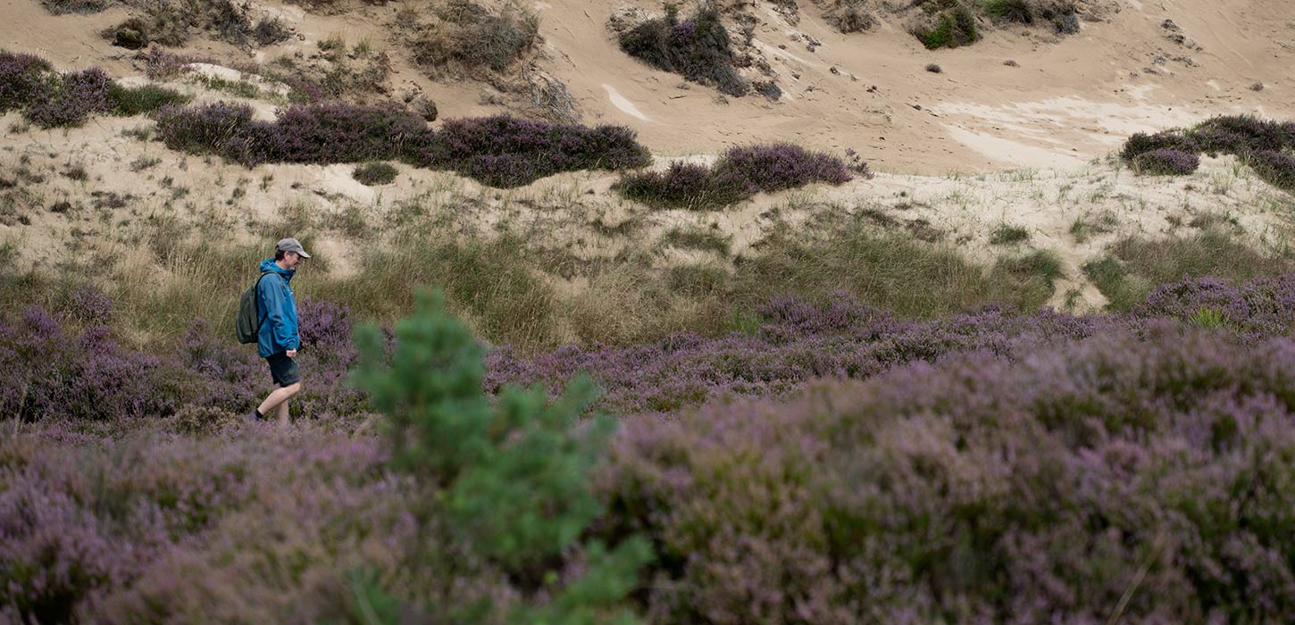 A hiker in a blue jacket on a walk in the heather at Randbøl Heath