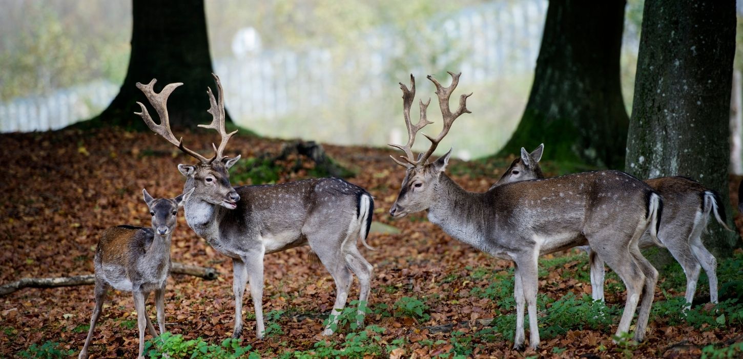 Deer in the Deer Park in Nørreskoven Forest on an autumn day