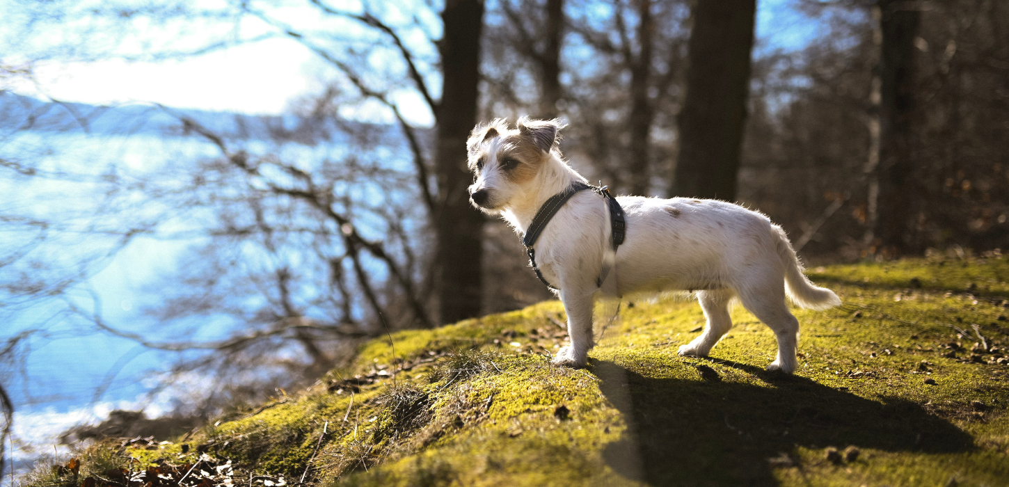 Ein kleiner Hund steht in einem der Hundeparks von Vejle