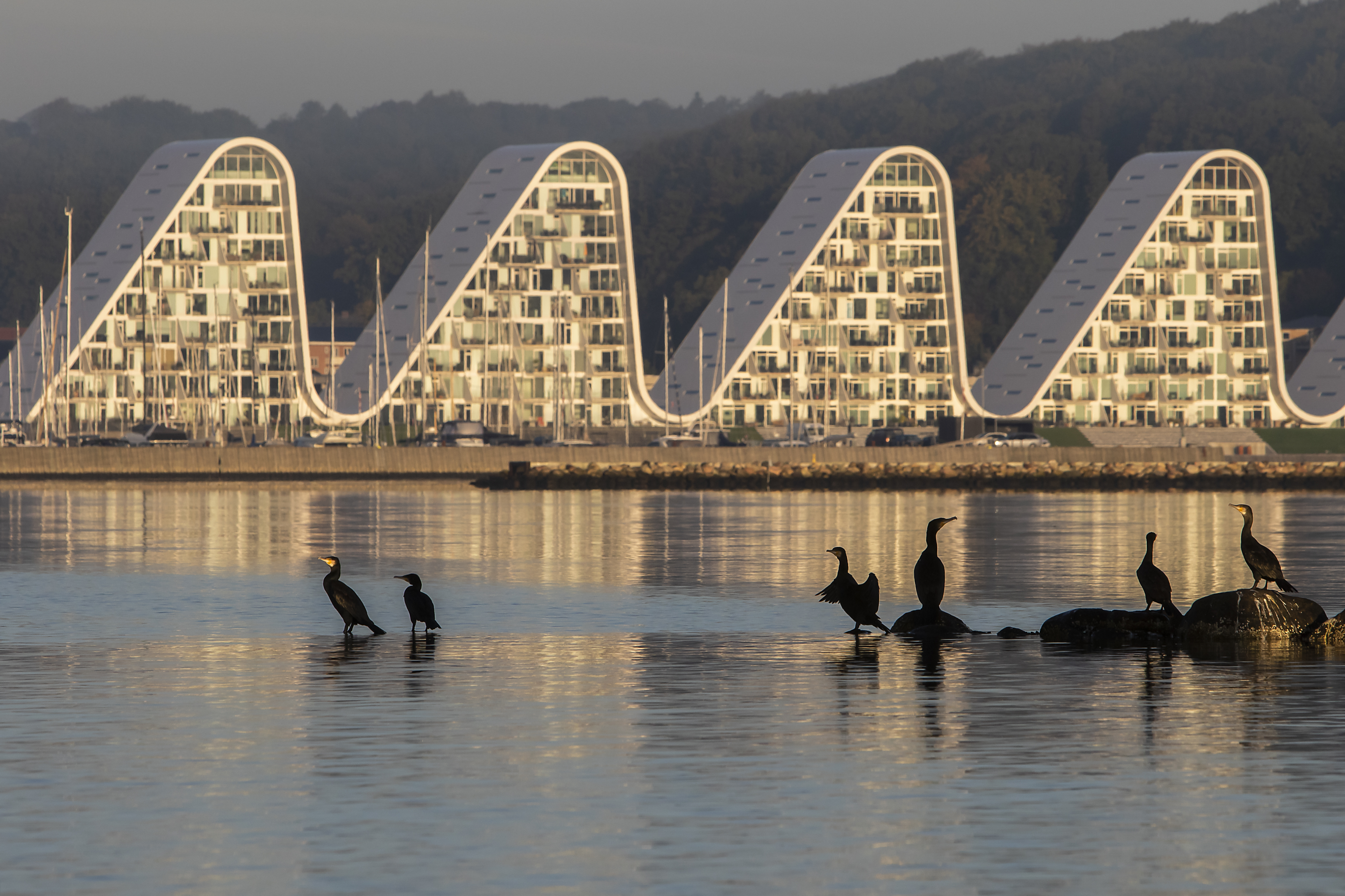 Bølgen (The Wave) and Vejle Fjord with birds in the foreground