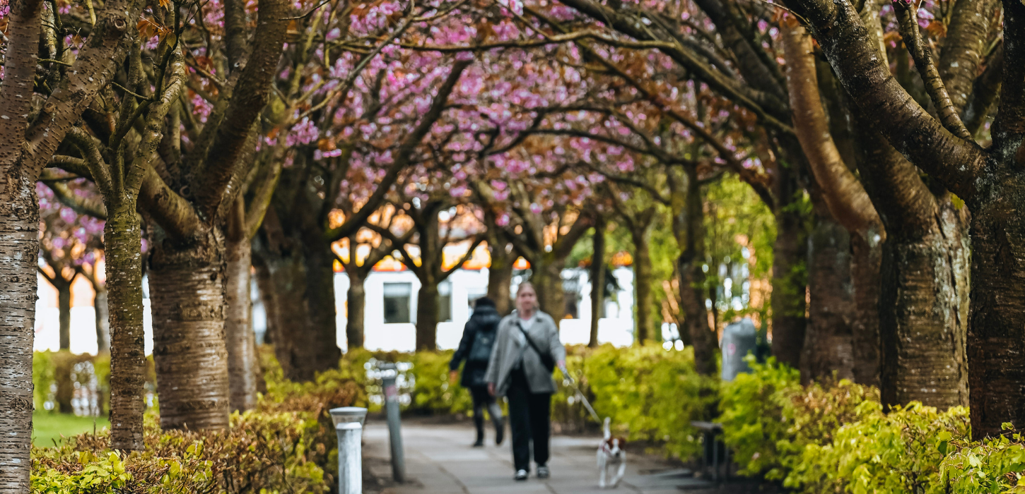  Woman and dog walking under the cherry trees at Boulevarden in Vejle
