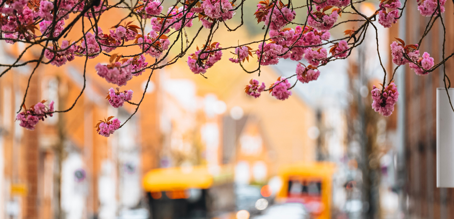 Kirschblüten am Vardevej am Boulevard mit Verkehr im Hintergrund