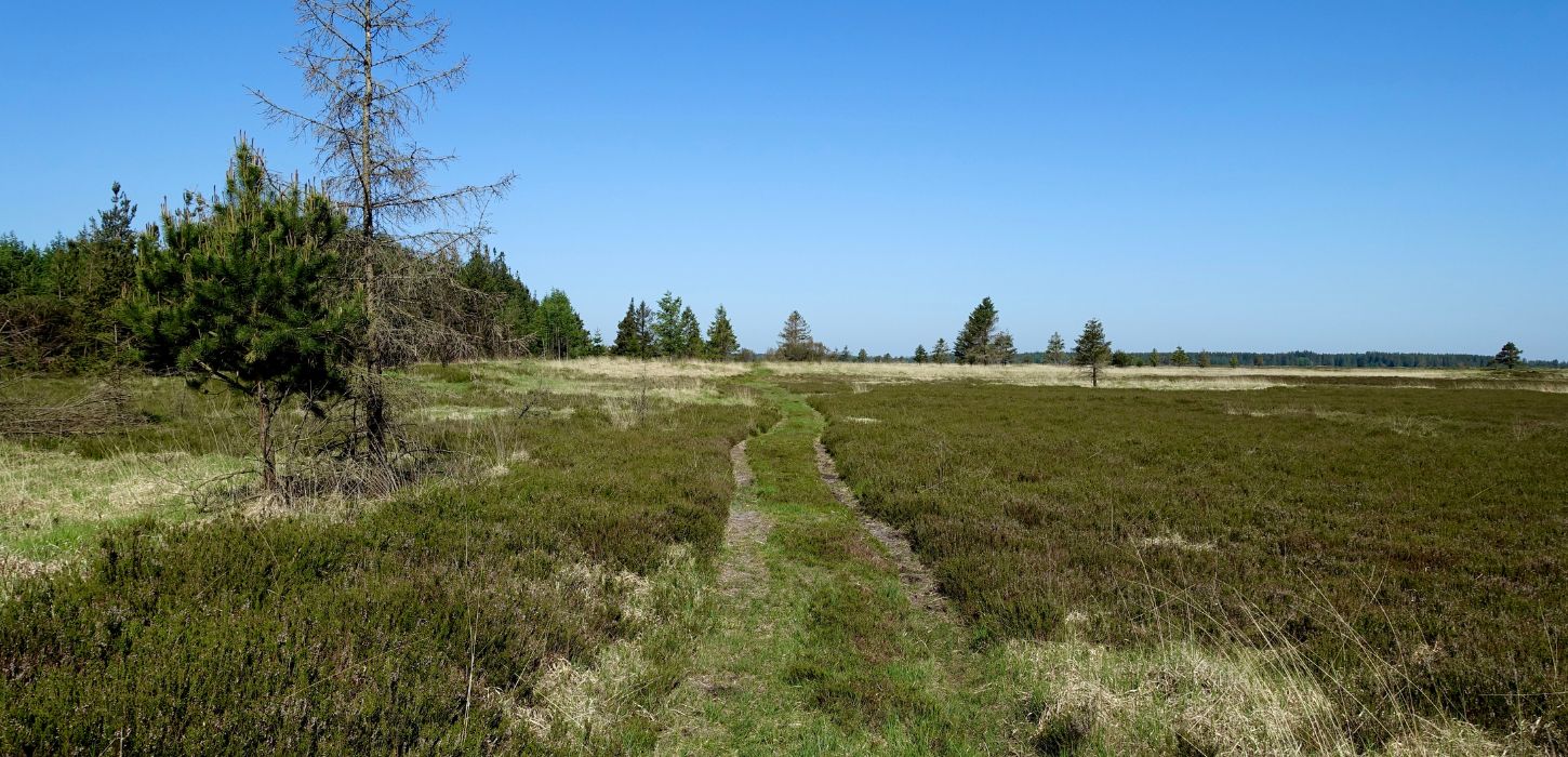 Hiking route at Randbøl Heath