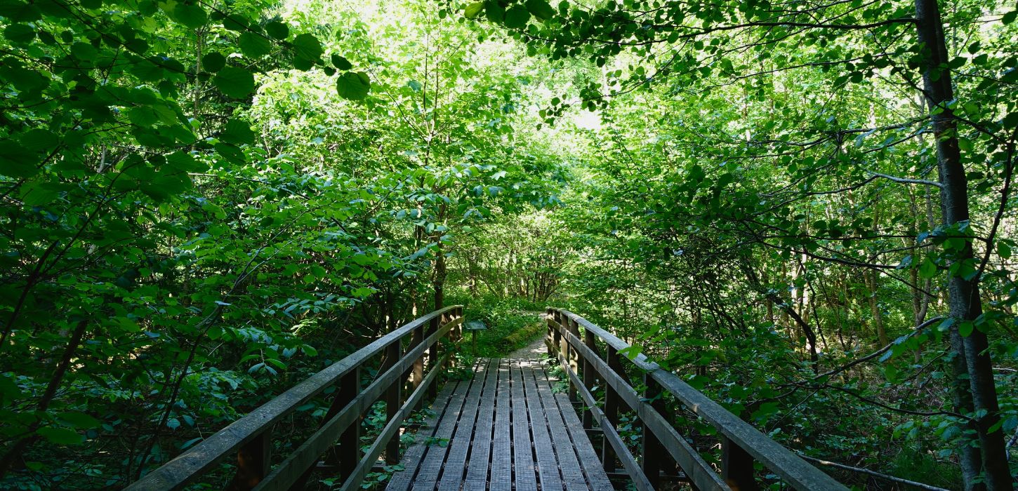 Bridge on the Grejsdalstien through the forest