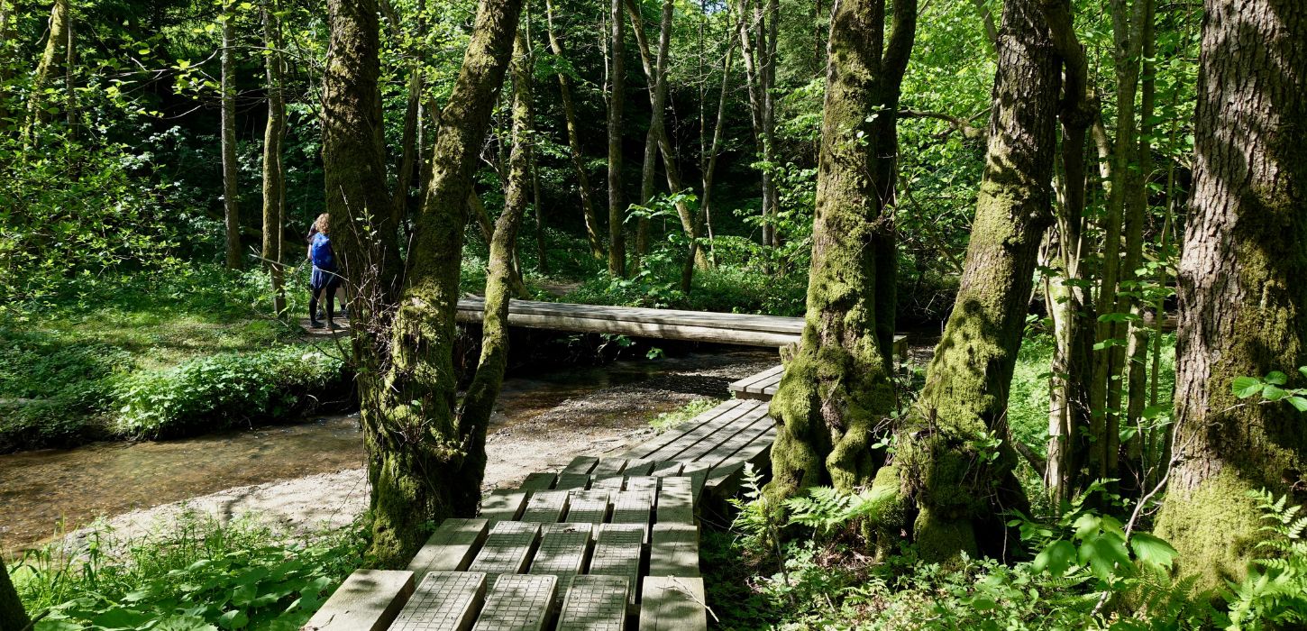 Hike along the Grejsdalstien through Brandbjerg Sønderskov
