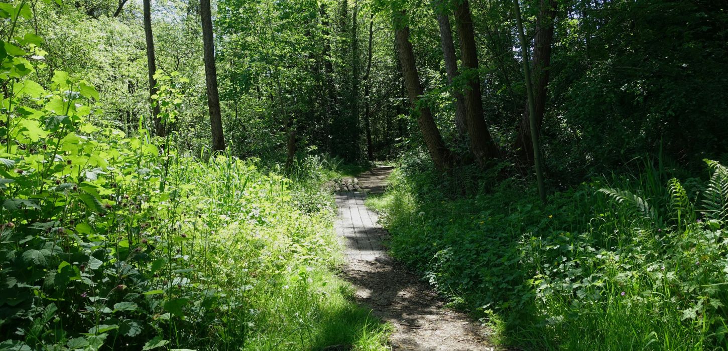 Walk along the Kærlighedsstien in Børkop in the summer