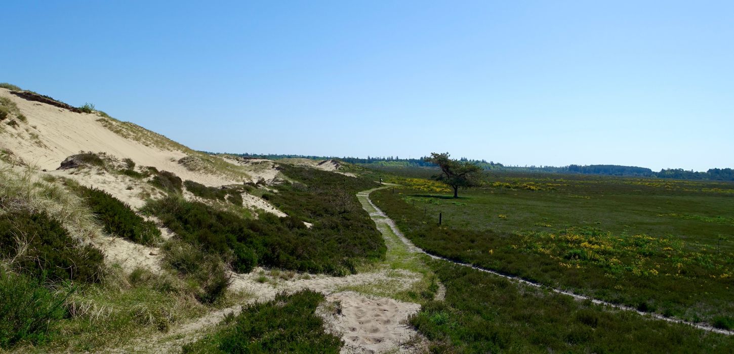 View at Randbøl Heath