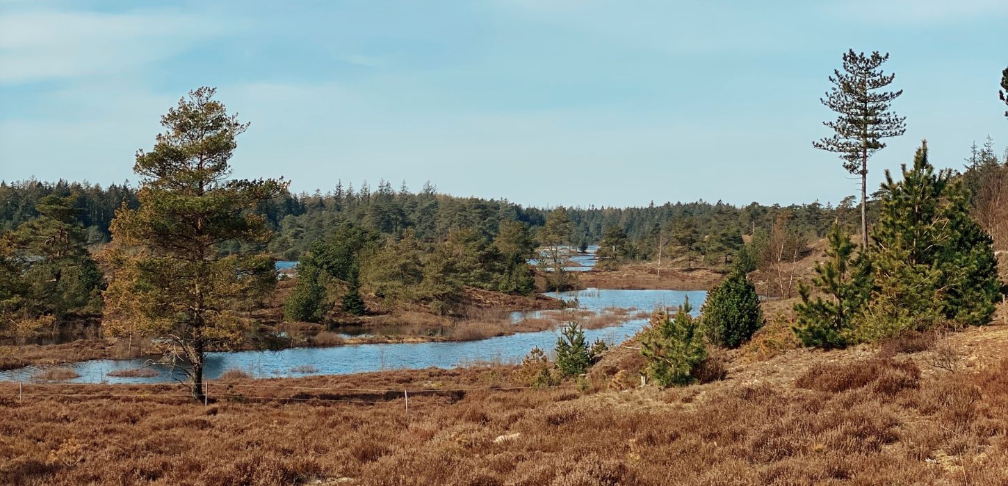 Seven Year Lakes in Frederikshåb Plantation on a spring day