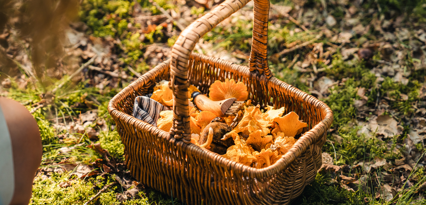 Pilzkorb auf Ausflug bei Kollemorten