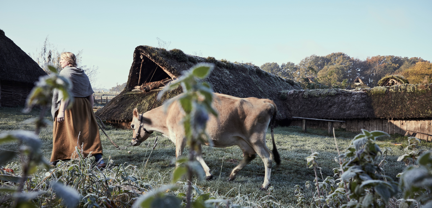 Woman with cow at Vingsted Jernalder