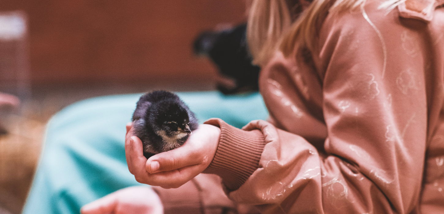Girl with a chick at the spring market at Tinnetgaard